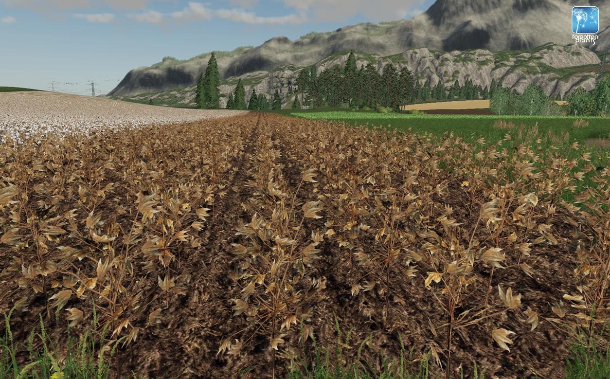 Forgotten Plants - Cotton 2
