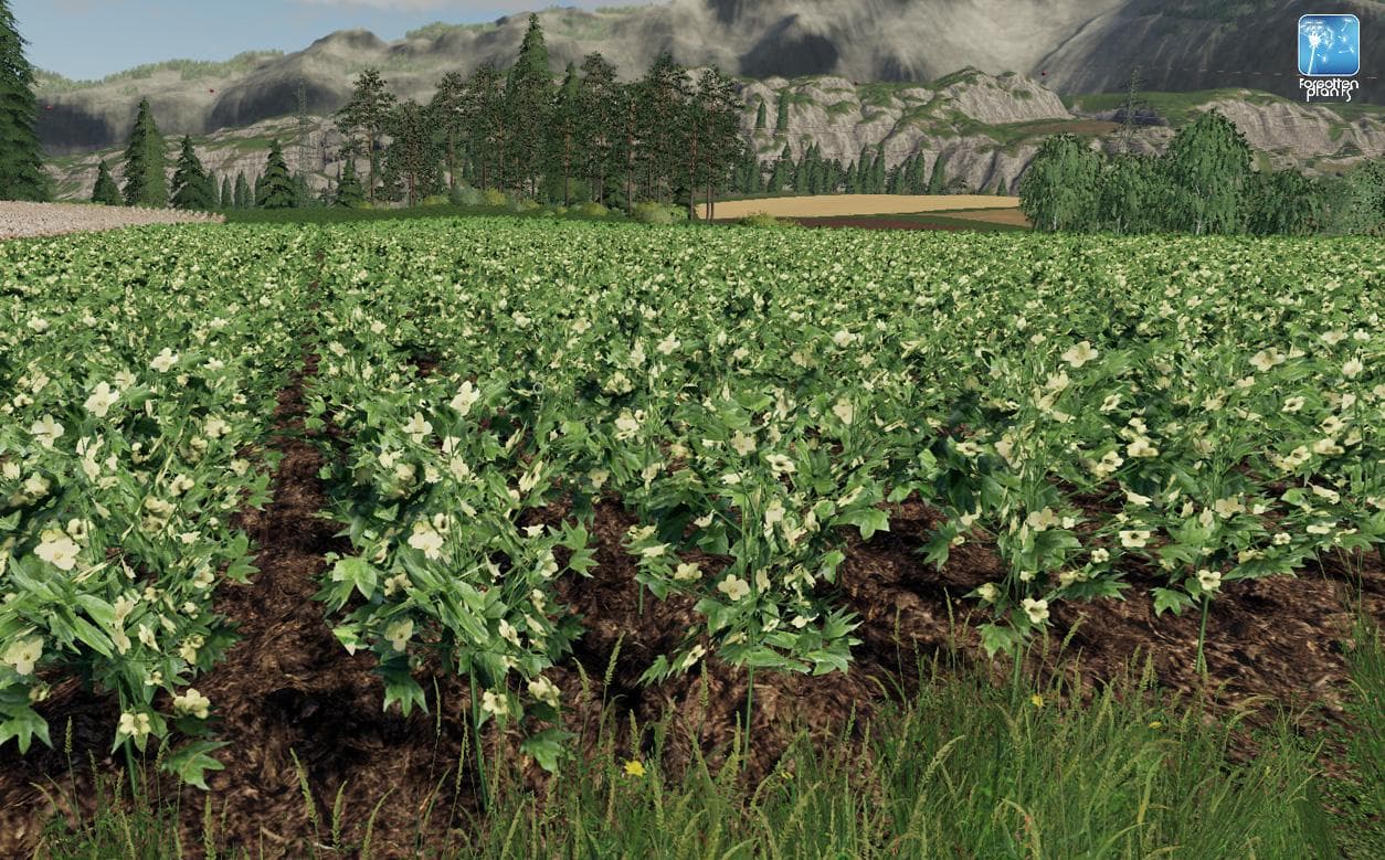 Forgotten Plants - Cotton