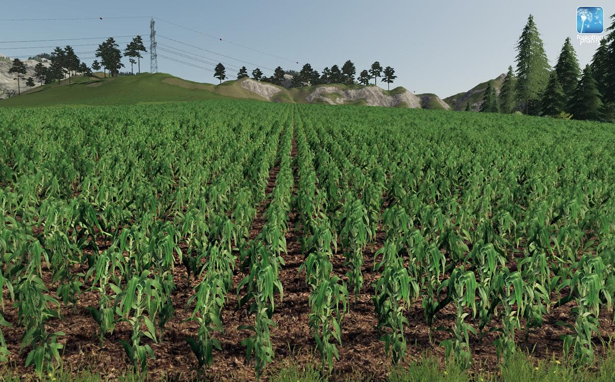 Forgotten Plants - Maize 3