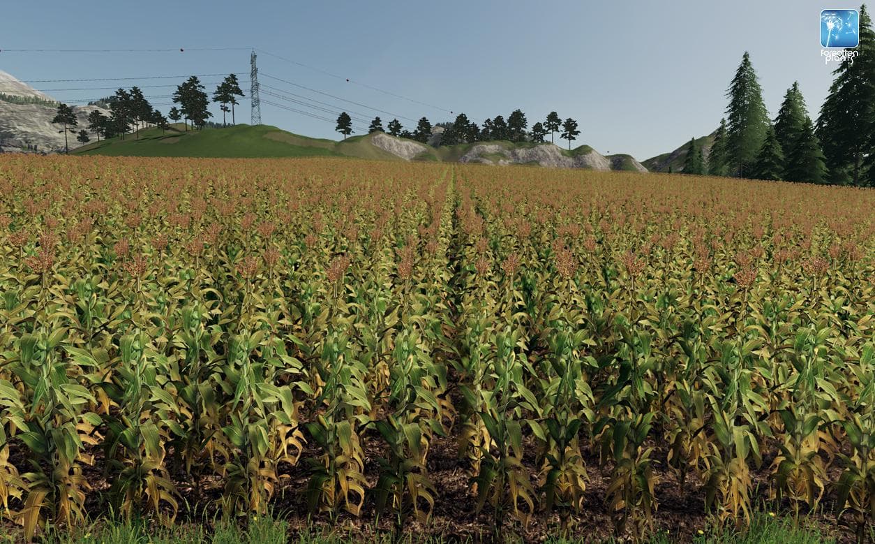 Forgotten Plants - Maize 2