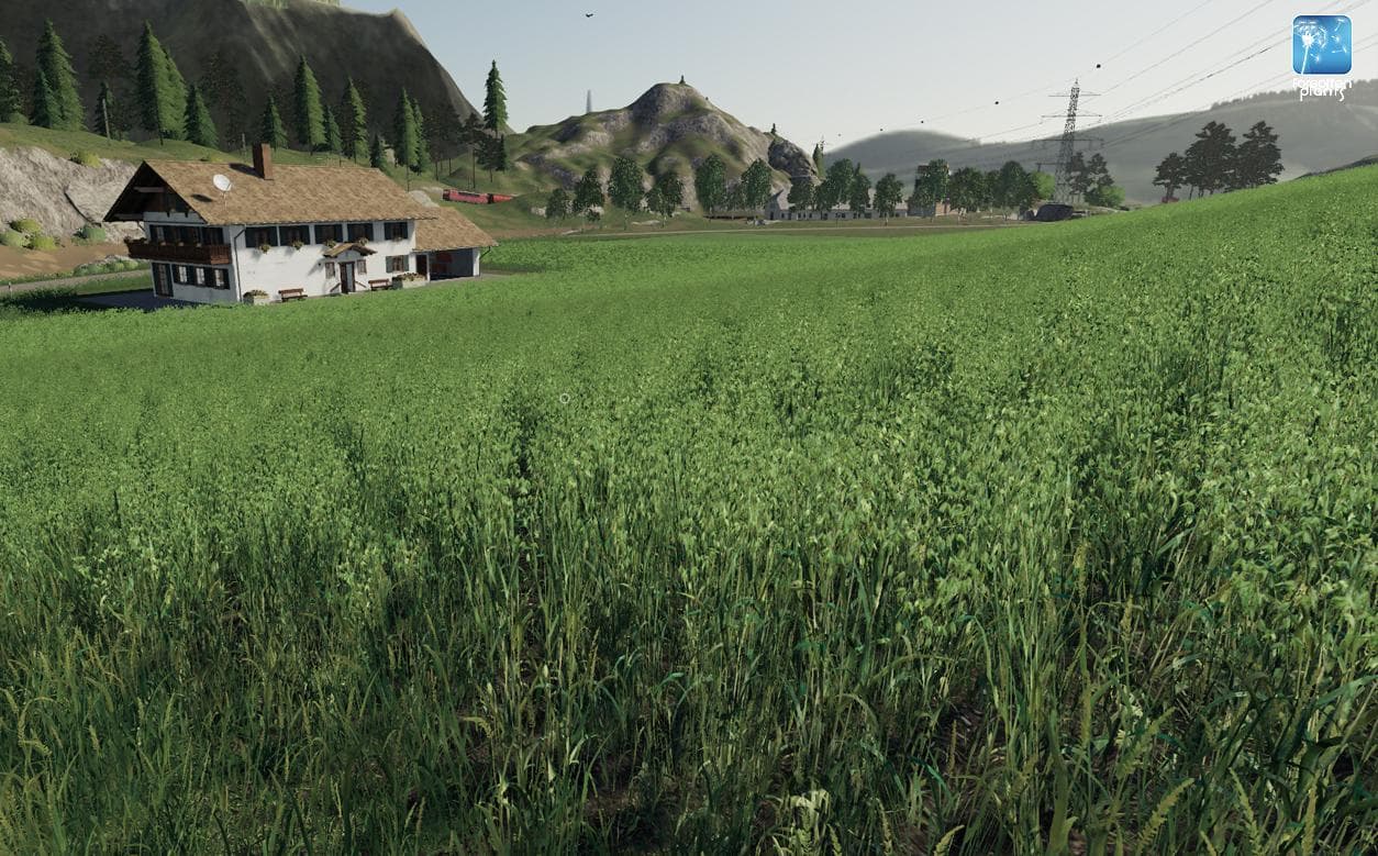 Forgotten Plants - Oat 2