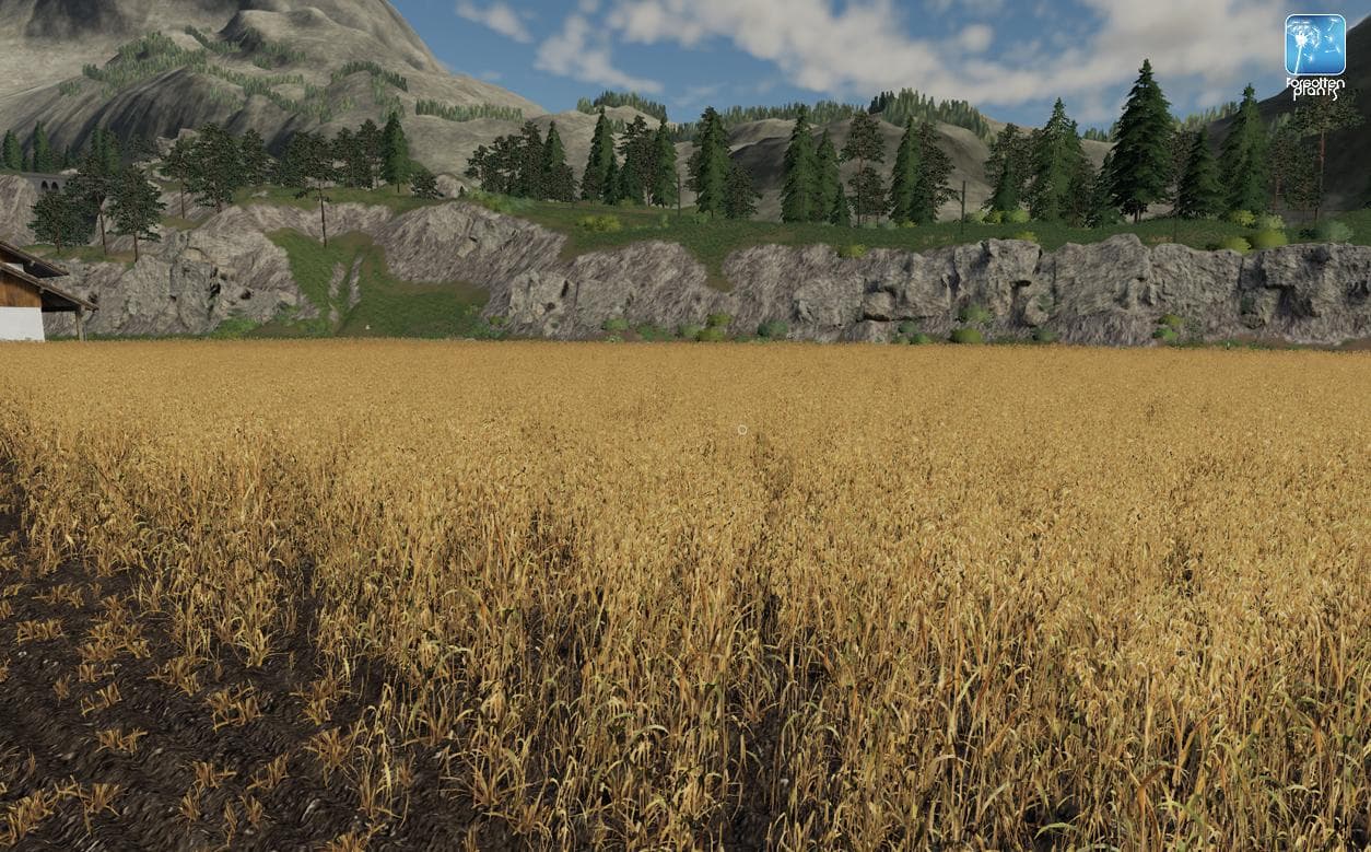 Forgotten Plants - Oat