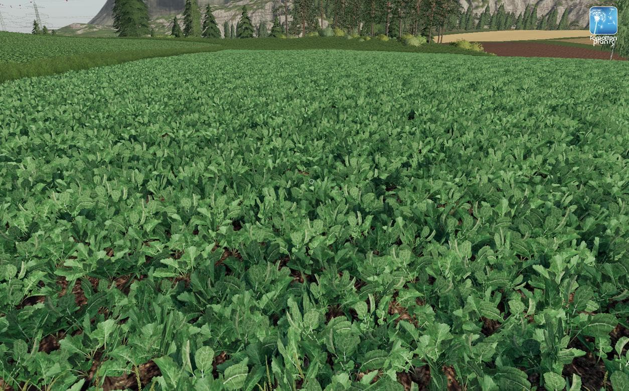 Forgotten Plants - Potato / Sugarbeet / Oilseed Radish