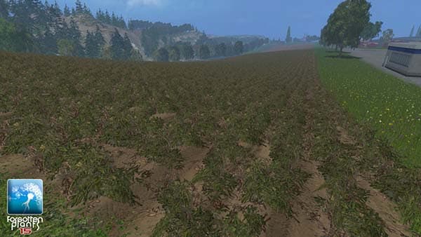 Forgotten Plants Potatoes [SP]