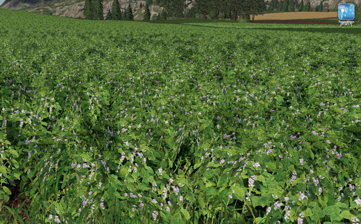 Forgotten Plants - Soybean 4