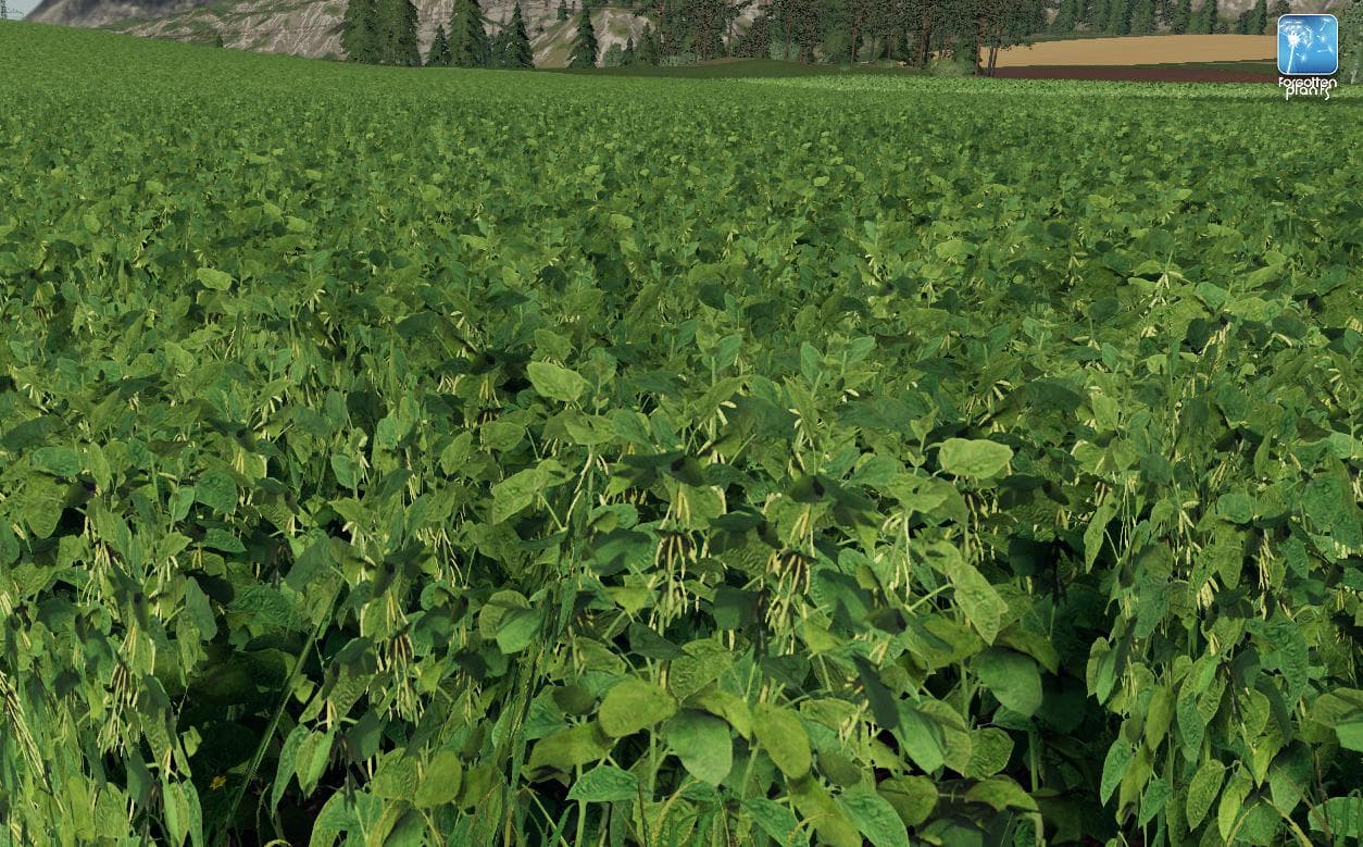 Forgotten Plants - Soybean 3