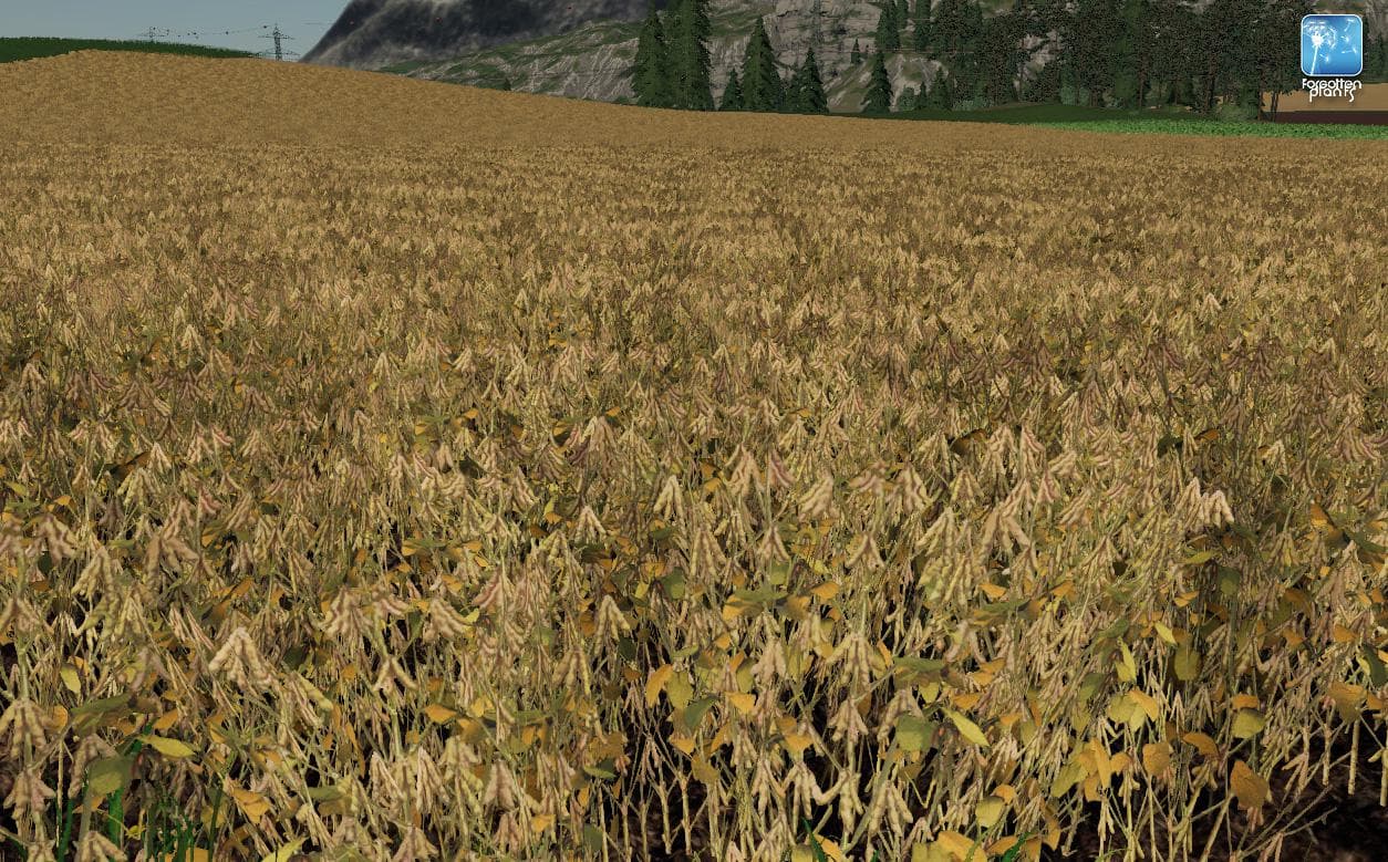 Forgotten Plants - Soybean 2