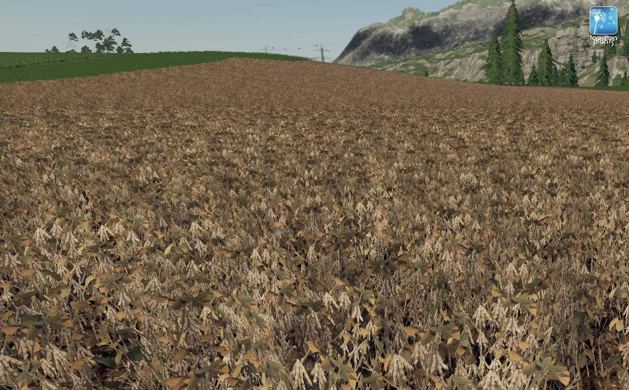 Forgotten Plants - Soybean