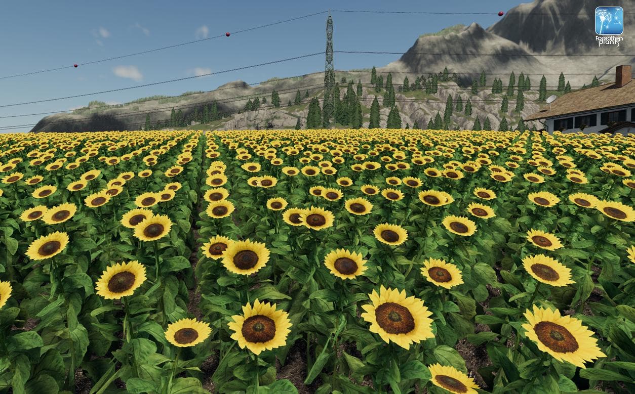 Forgotten Plants - Sunflower/Canola 3
