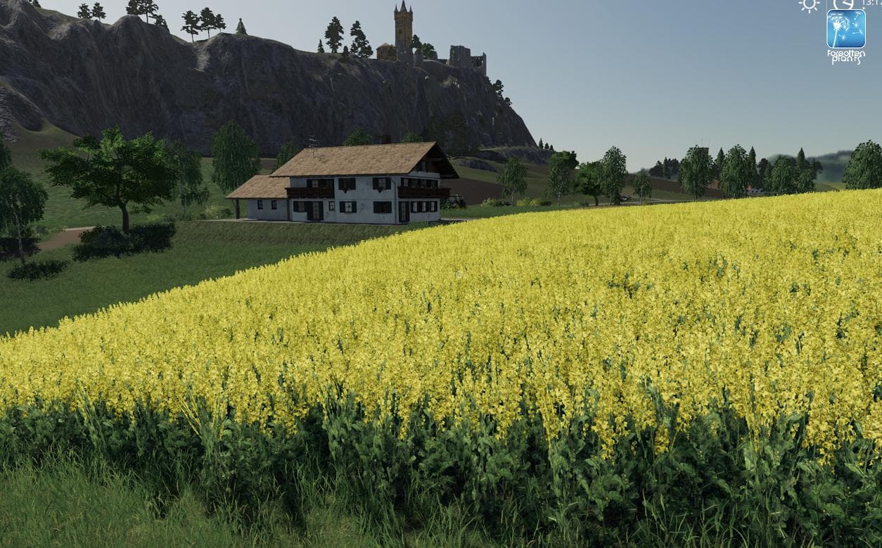 Forgotten Plants - Sunflower/Canola 2
