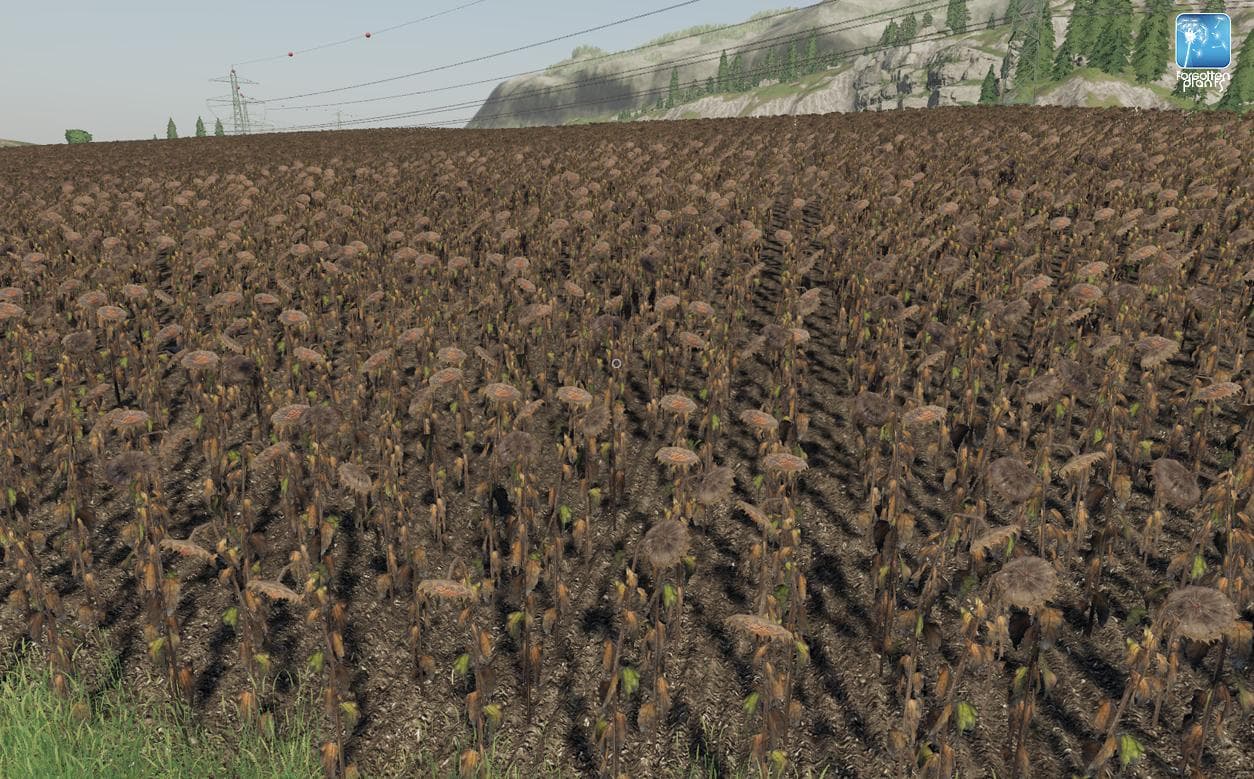 Forgotten Plants - Sunflower/Canola