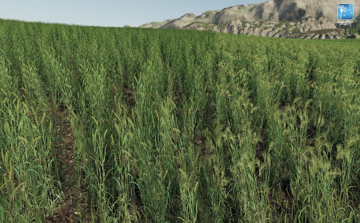 Forgotten Plants - Wheat / Barley 3