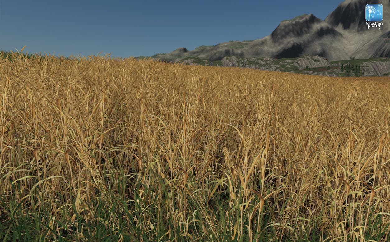 Forgotten Plants - Wheat / Barley 2