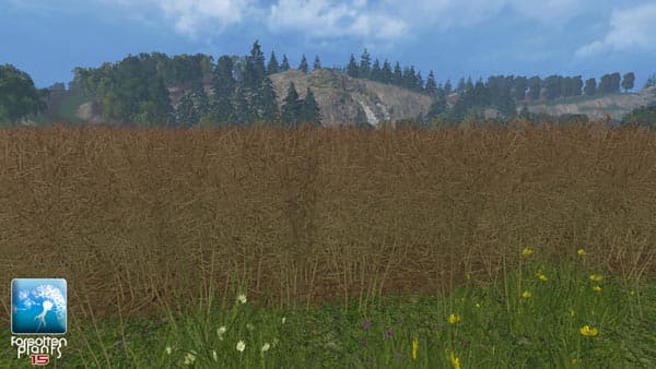 Forgotten Rape Plants [SP]