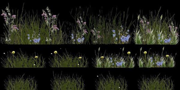 Grass Texture