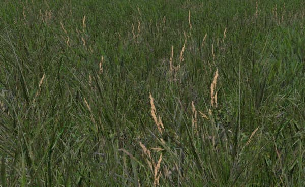 Grass Texture [MP]