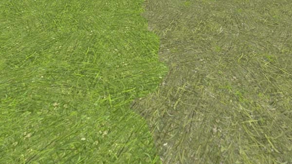Grass Windrow Texture 3