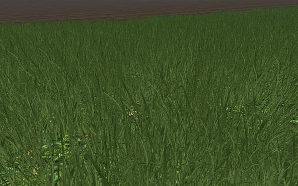Grass without flowers [SP]