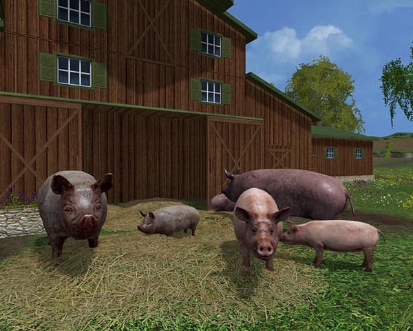 Grunting pigs [SP] 2