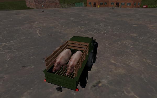 Grunting pigs [SP]