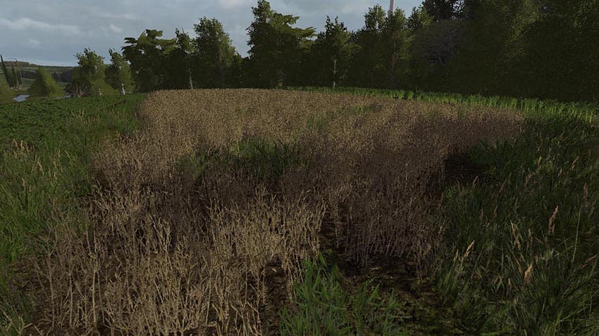 Lupine texture 2