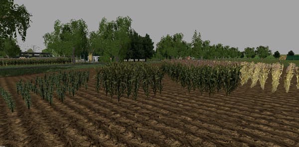 Maize Texture [SP] 2