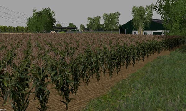 Maize Texture [SP]