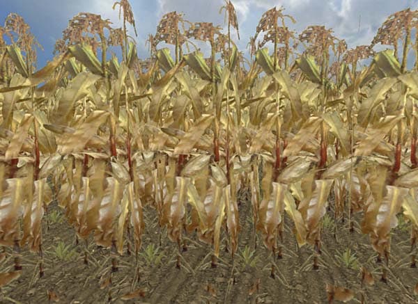 Maize gold [SP]