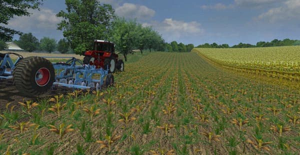 Maize in rows [SP]