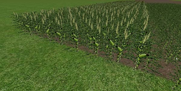 Maize texture [SP]
