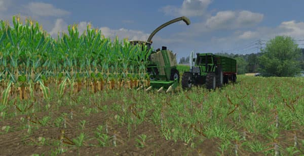 Maize texture [SP] 2