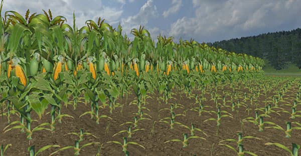 Maize texture [SP] 2
