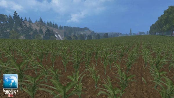 Maize [SP] 3