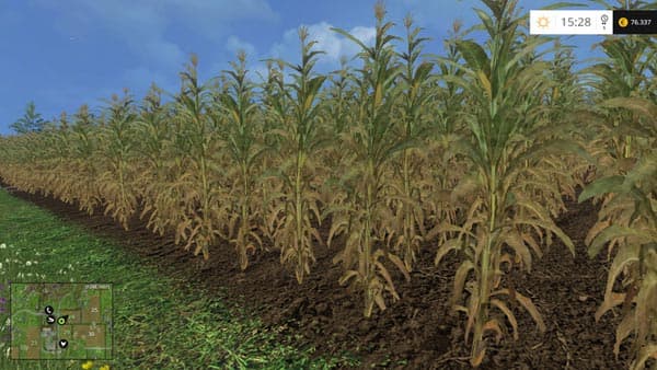 Maize [SP]
