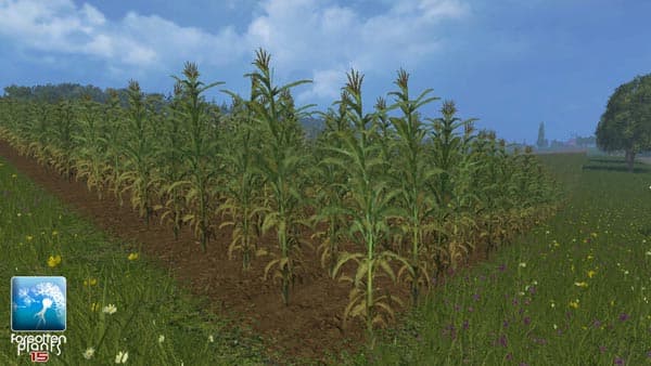 Maize [SP] 4