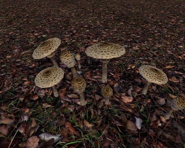 Mushrooms [SP]
