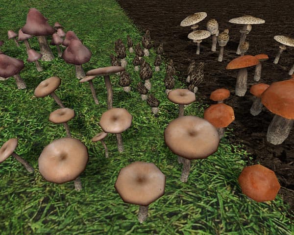 Mushrooms [SP] 3