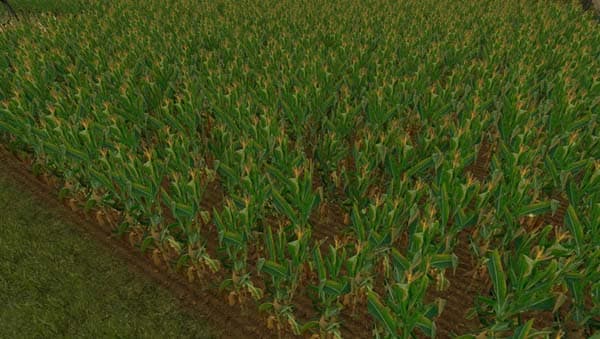 NEW Maize Texture [SP]