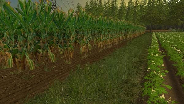 NEW Maize Texture [SP] 2