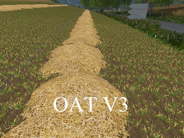 OAT TEXTURE [SP] 2