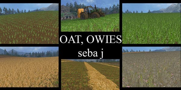 OAT TEXTURE [SP]
