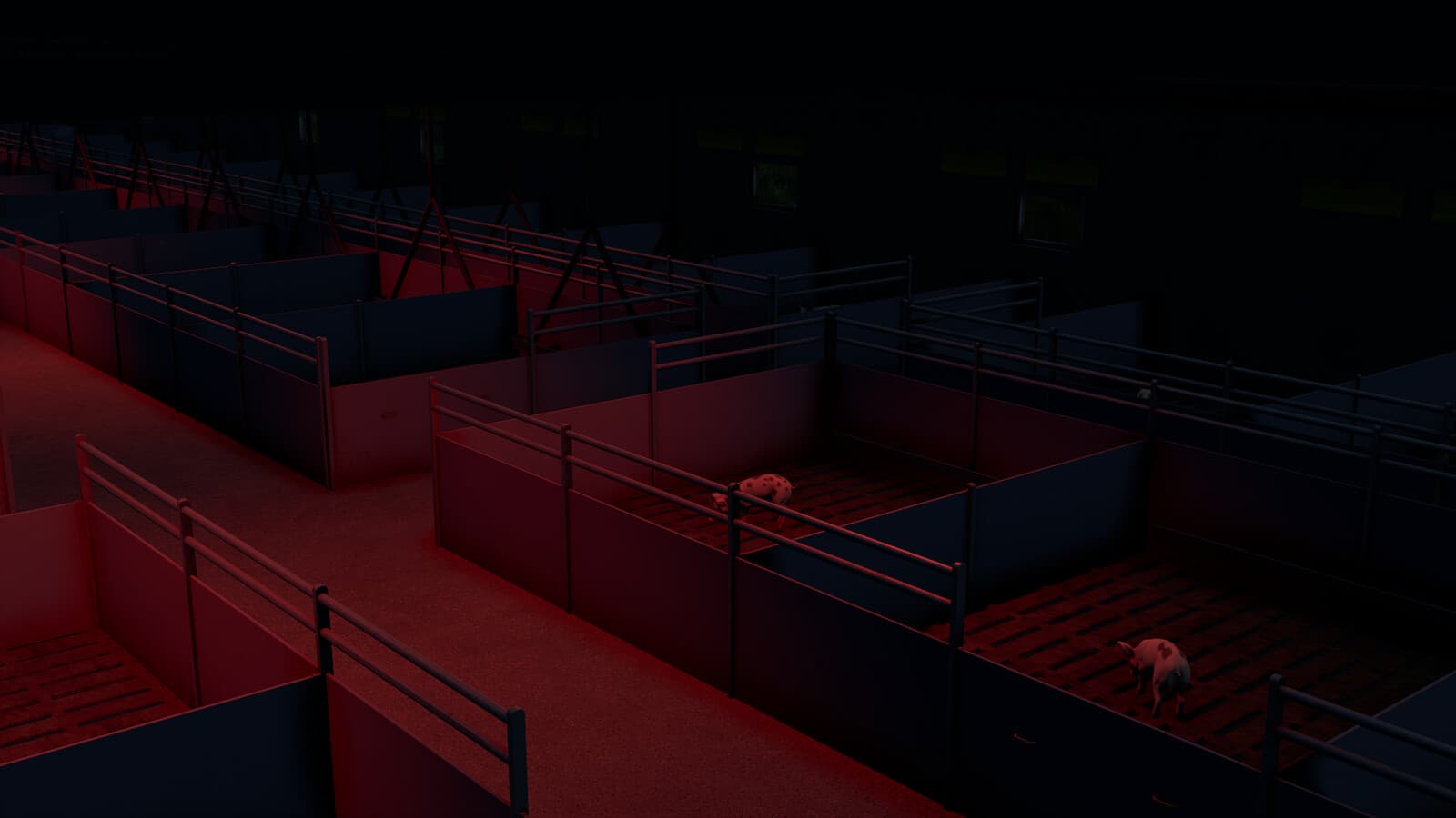 Pigshed 5