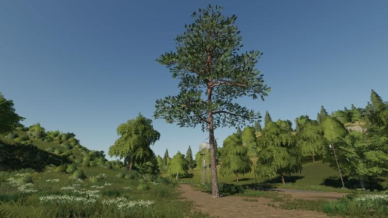 Pine can be placed 3