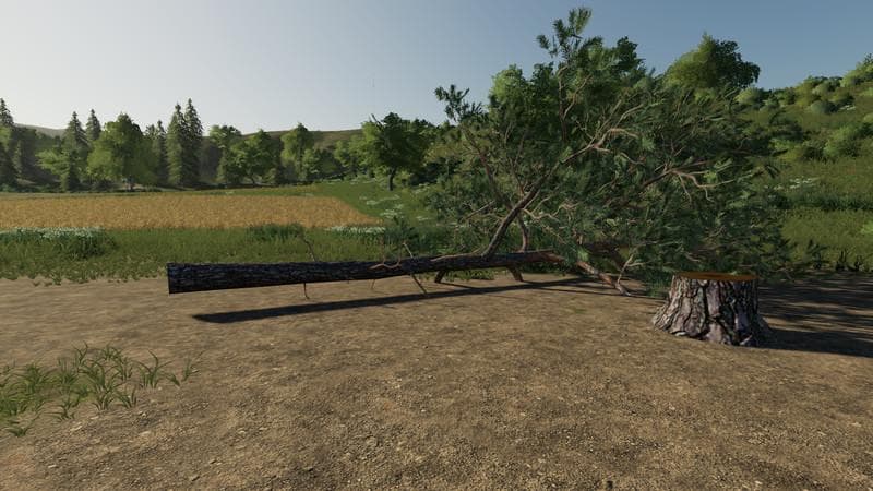 Pine can be placed