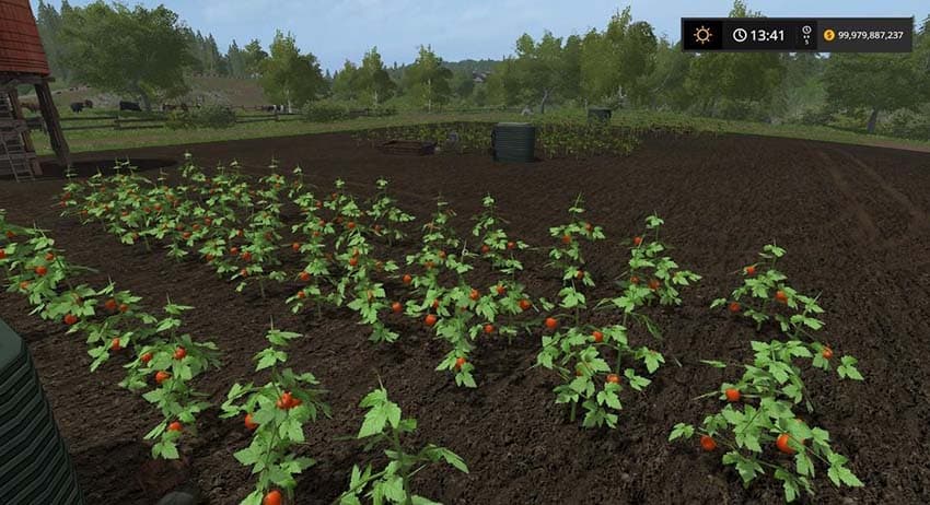 Placeable Tomato field