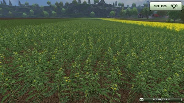 Rape texture [SP]