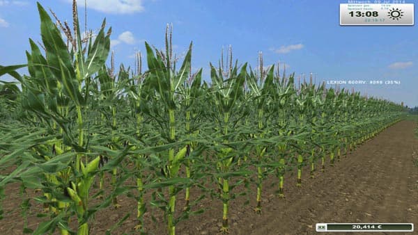 Real corn HD Texture [SP] 2