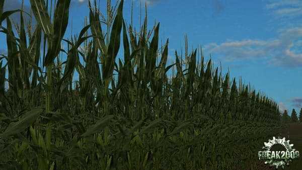 Real corn HD Texture [SP] 3