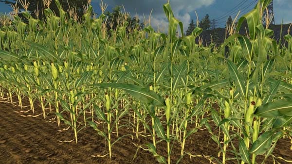 Real corn texture HD HD [SP] 2