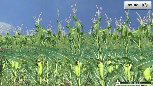 Real corn texture HD HD [SP]